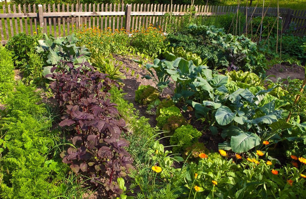 Bellingham Vegetable Garden Landscaping