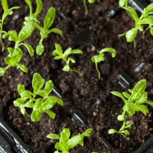 seedling plants growing in germination plastic tra khed82c